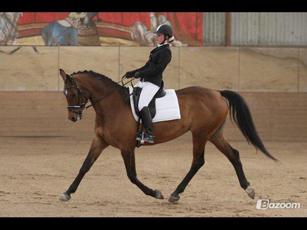 Trakehner Lalandia (Nulle) *RIP D. 24/7-15* billede 20