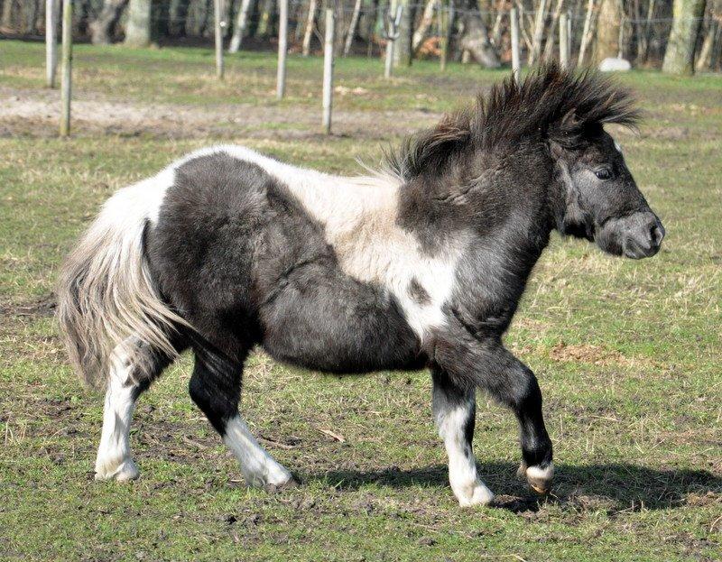 Anden særlig race » Hegnsholts Hopla <3 « - Hopla 10 måneder gammel, en rigtig vinterbamse <3 Marts 2014 billede 18