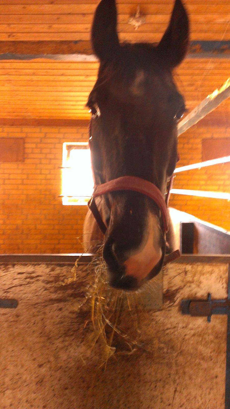 Dansk Varmblod Blackie (lånehest) billede 1