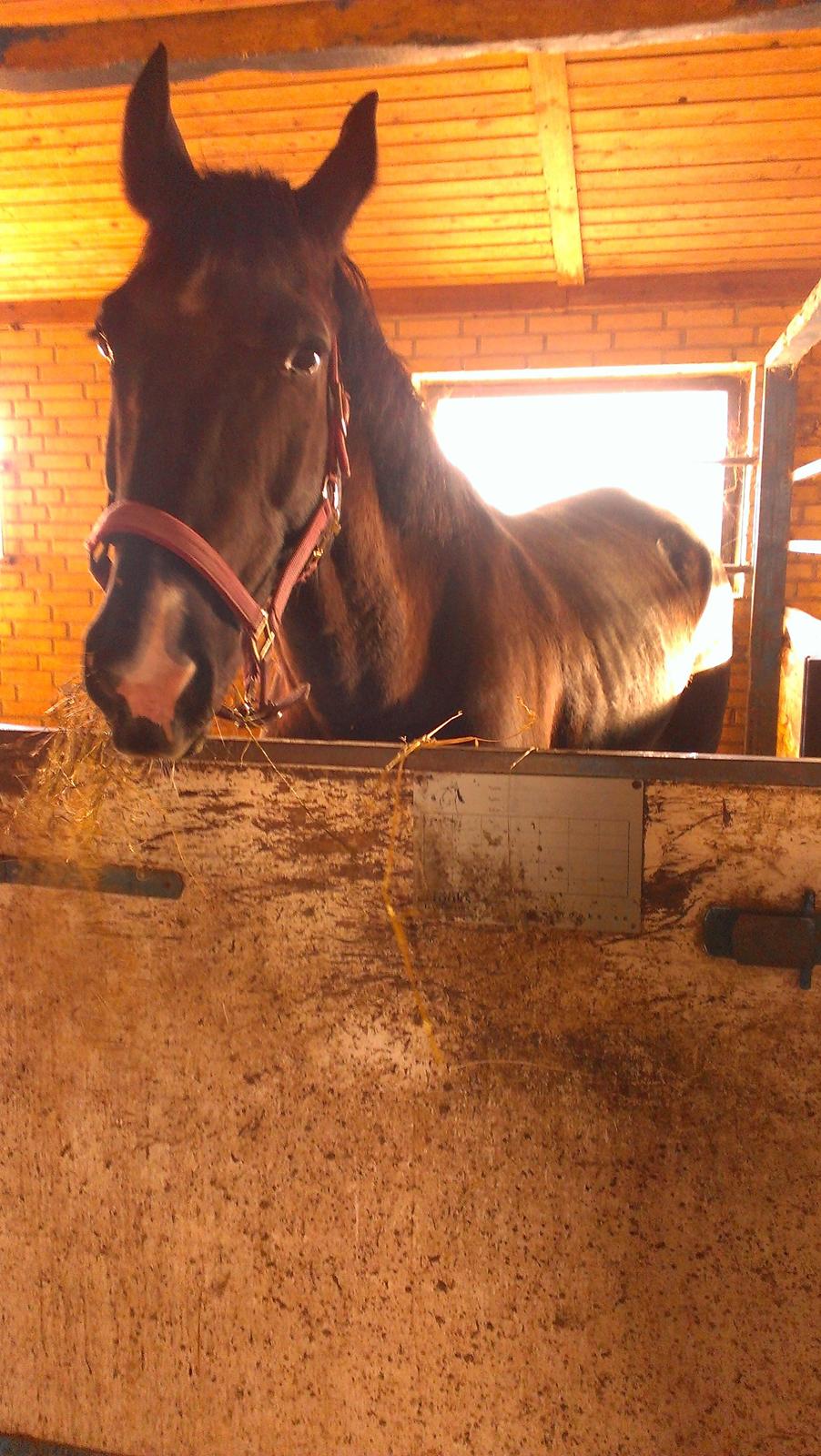 Dansk Varmblod Blackie (lånehest) billede 2