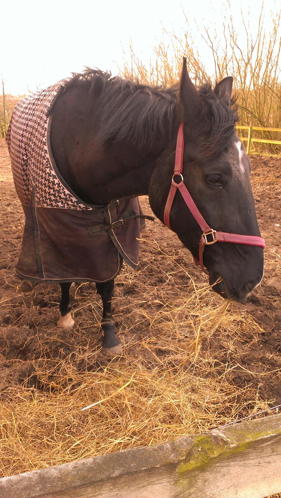 Dansk Varmblod Blackie (lånehest) billede 4