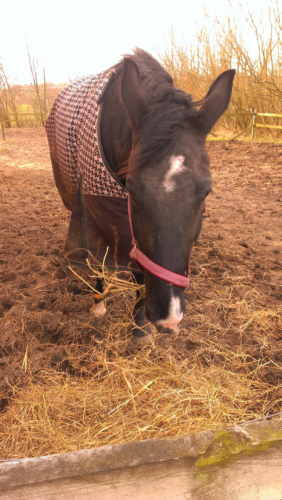 Dansk Varmblod Blackie (lånehest) billede 5