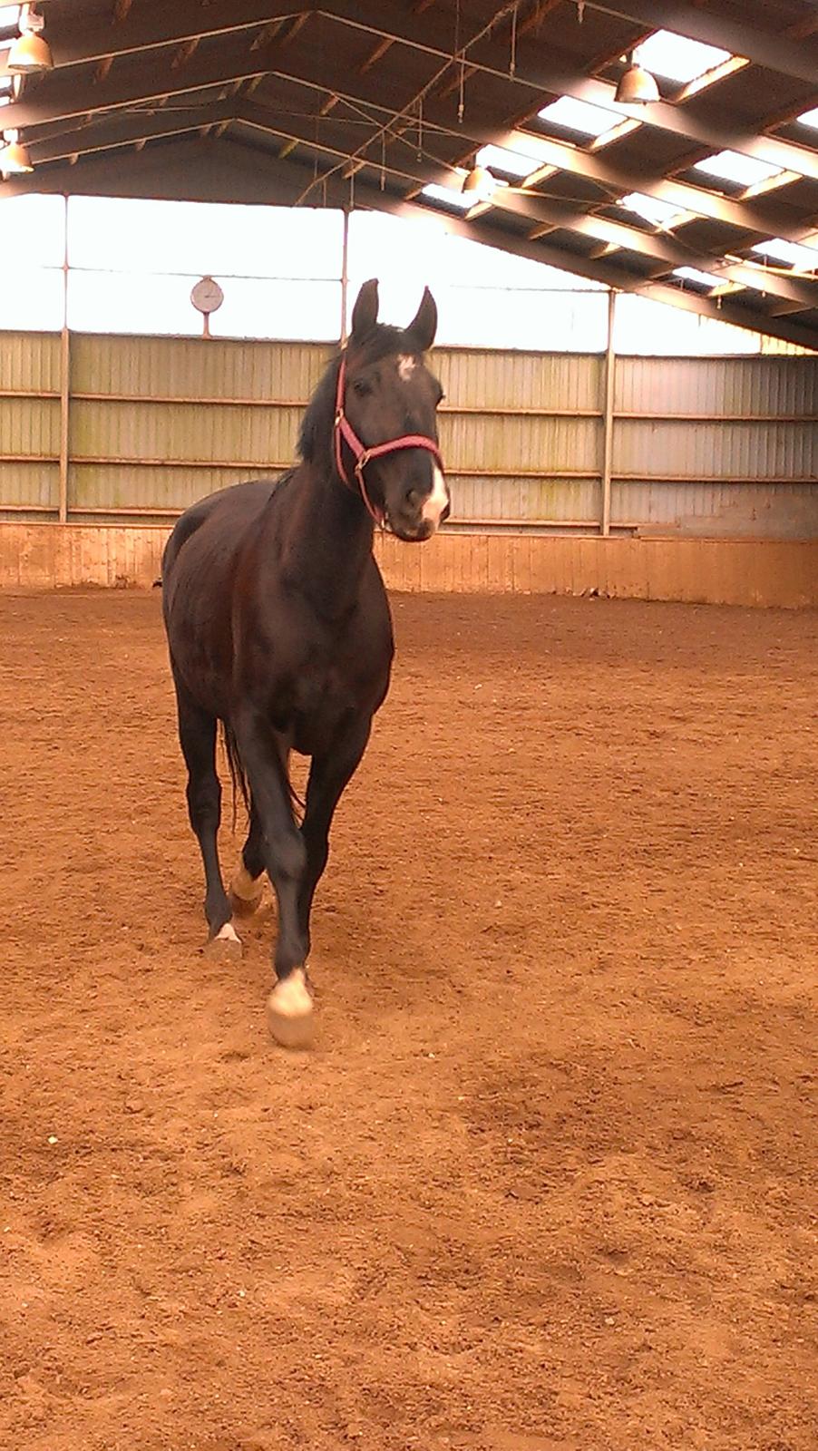 Dansk Varmblod Blackie (lånehest) billede 6