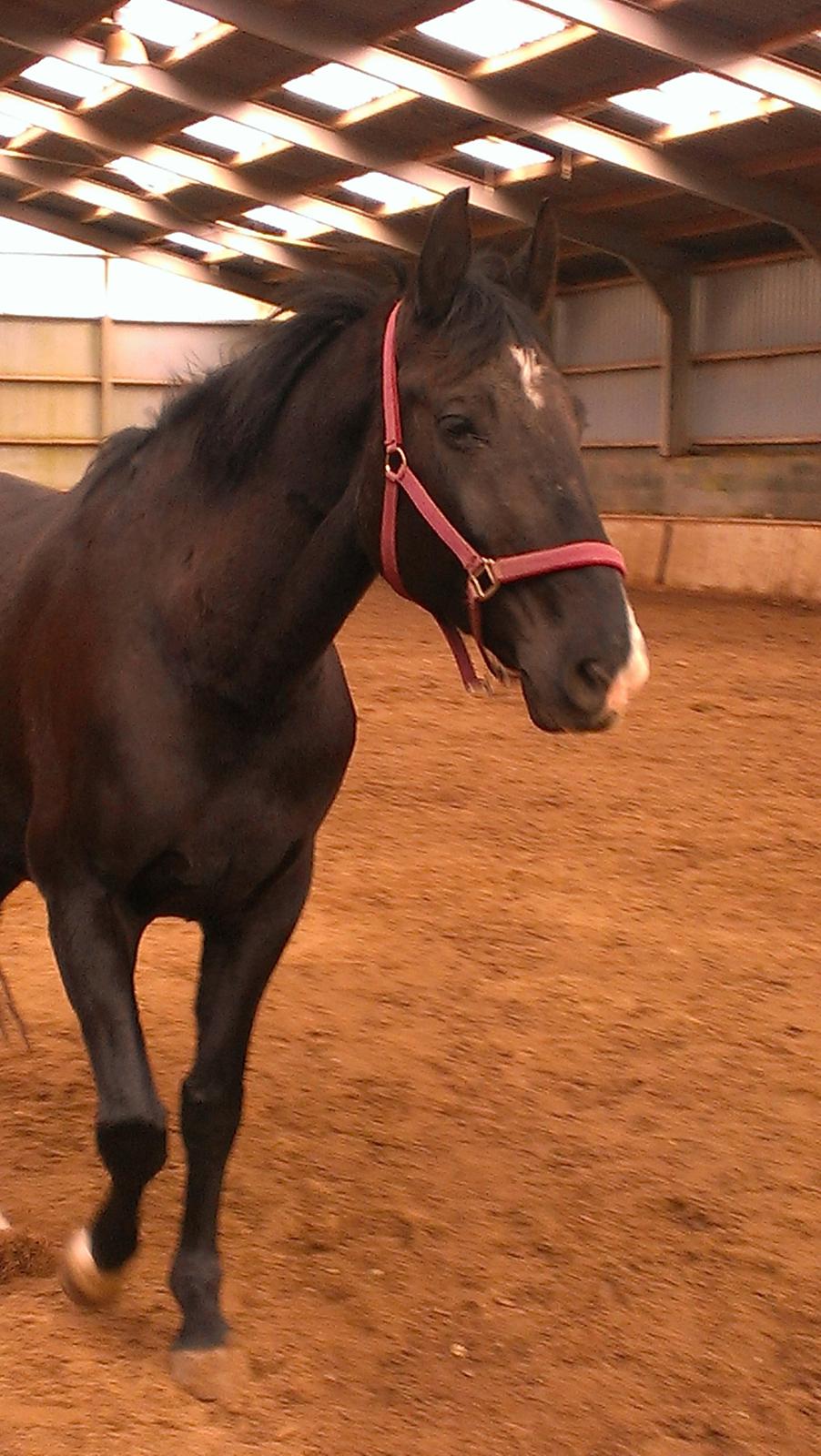 Dansk Varmblod Blackie (lånehest) billede 7