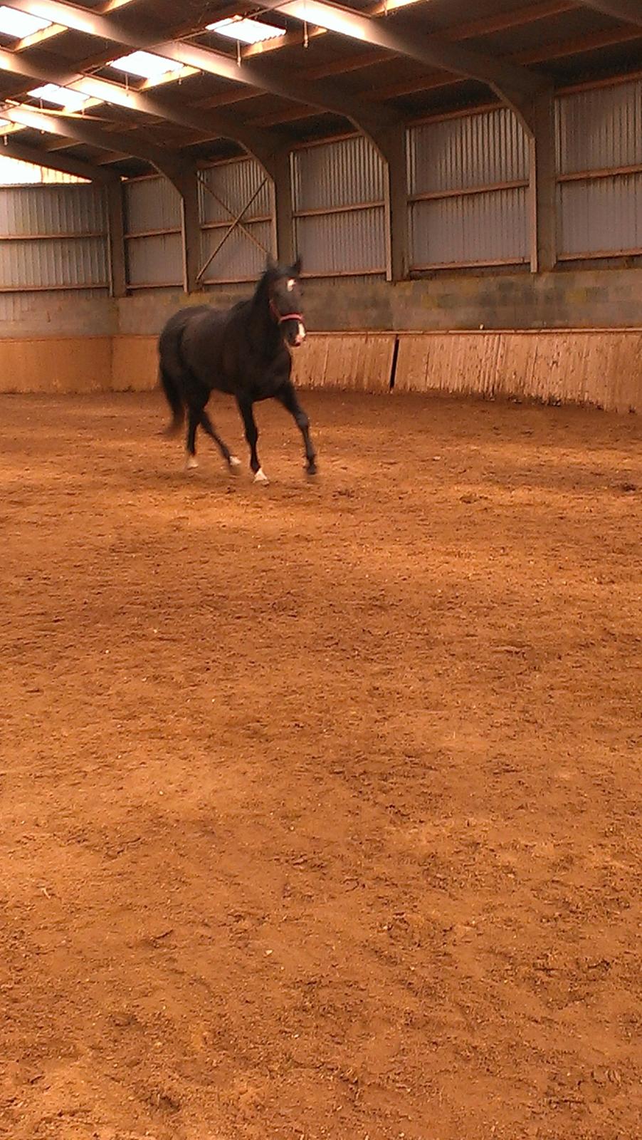 Dansk Varmblod Blackie (lånehest) billede 8