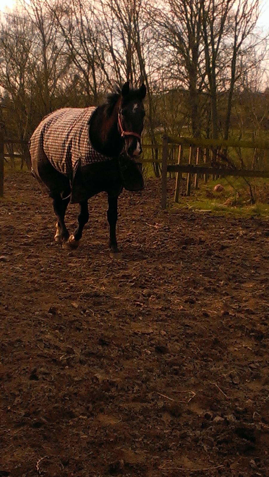 Dansk Varmblod Blackie (lånehest) billede 3