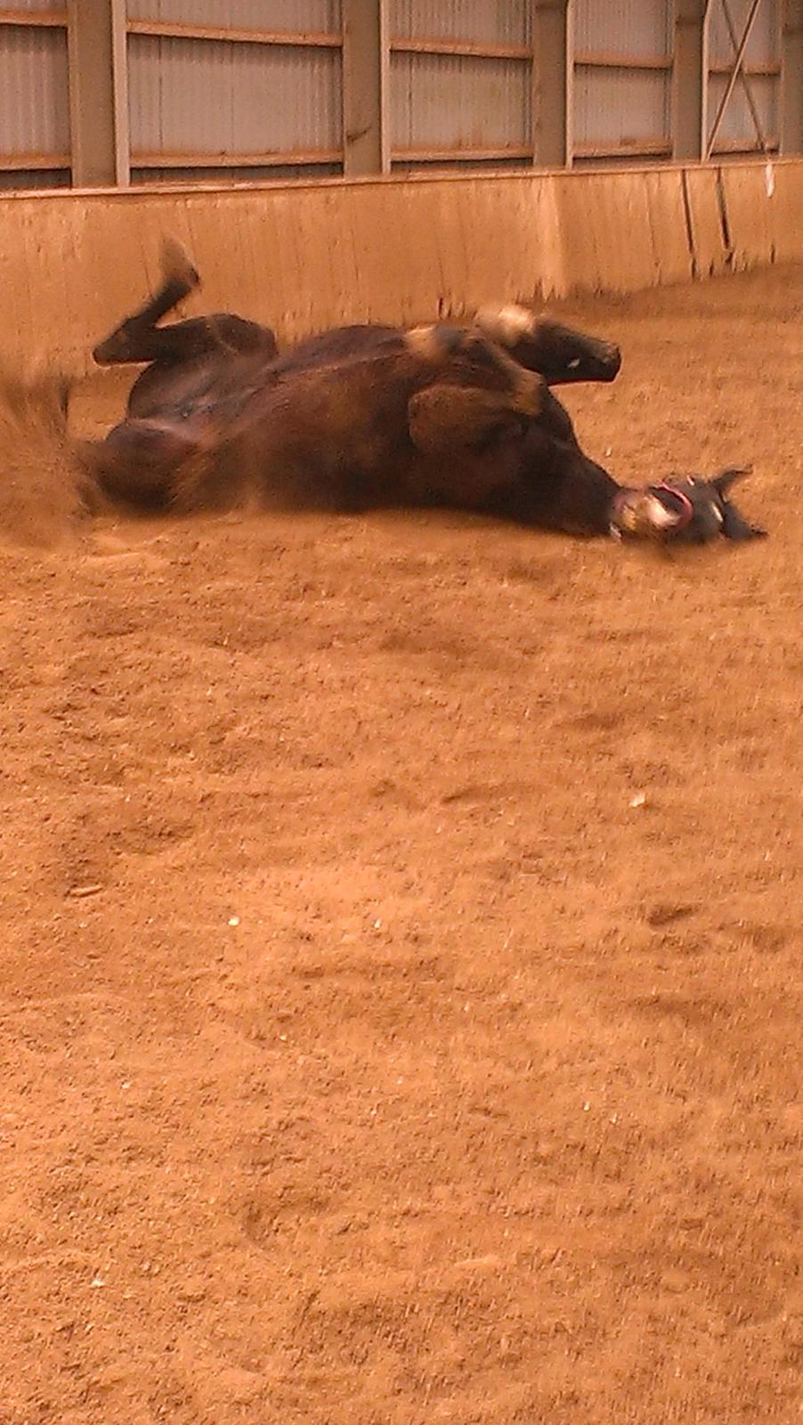 Dansk Varmblod Blackie (lånehest) billede 10