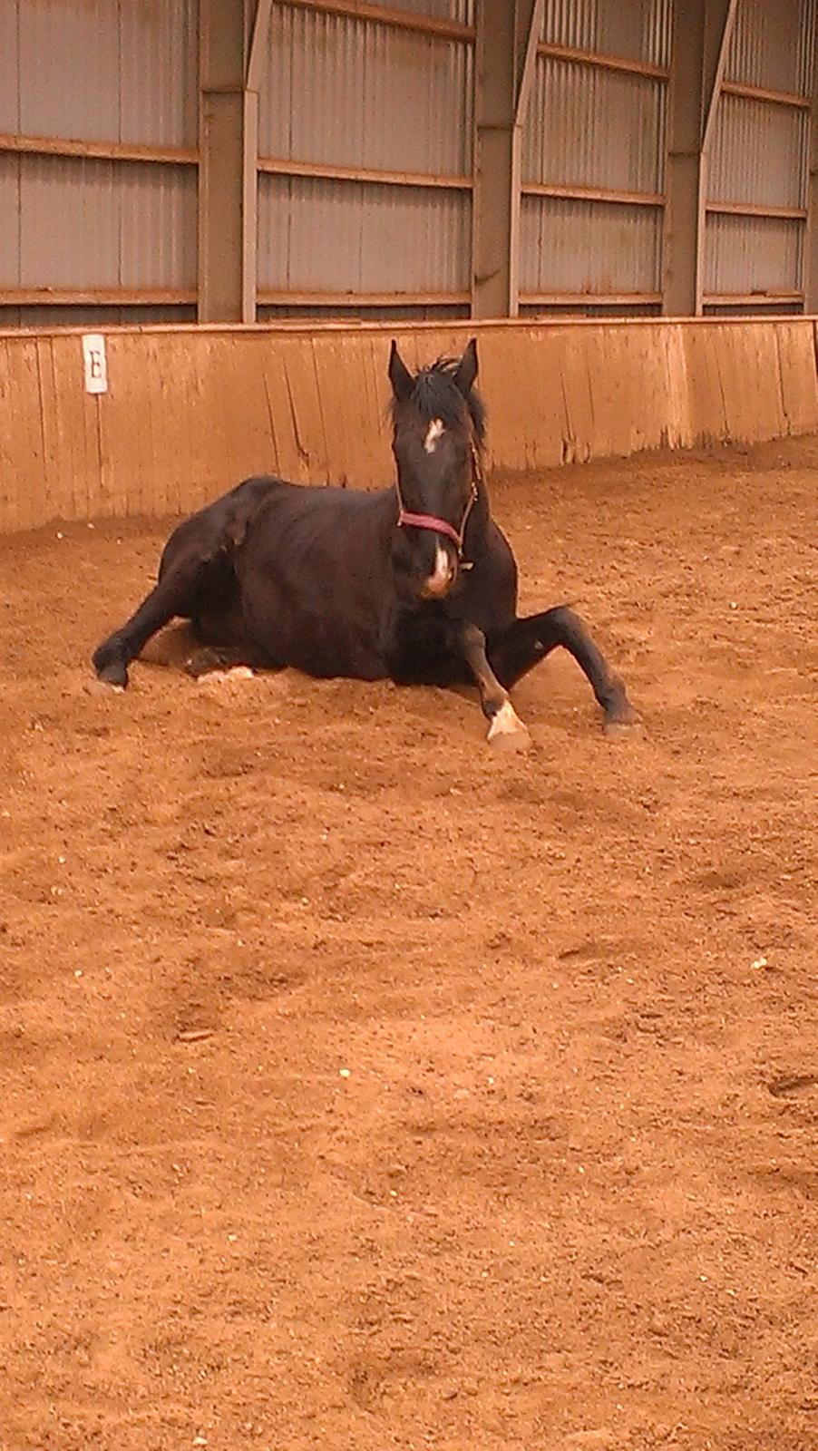 Dansk Varmblod Blackie (lånehest) billede 11