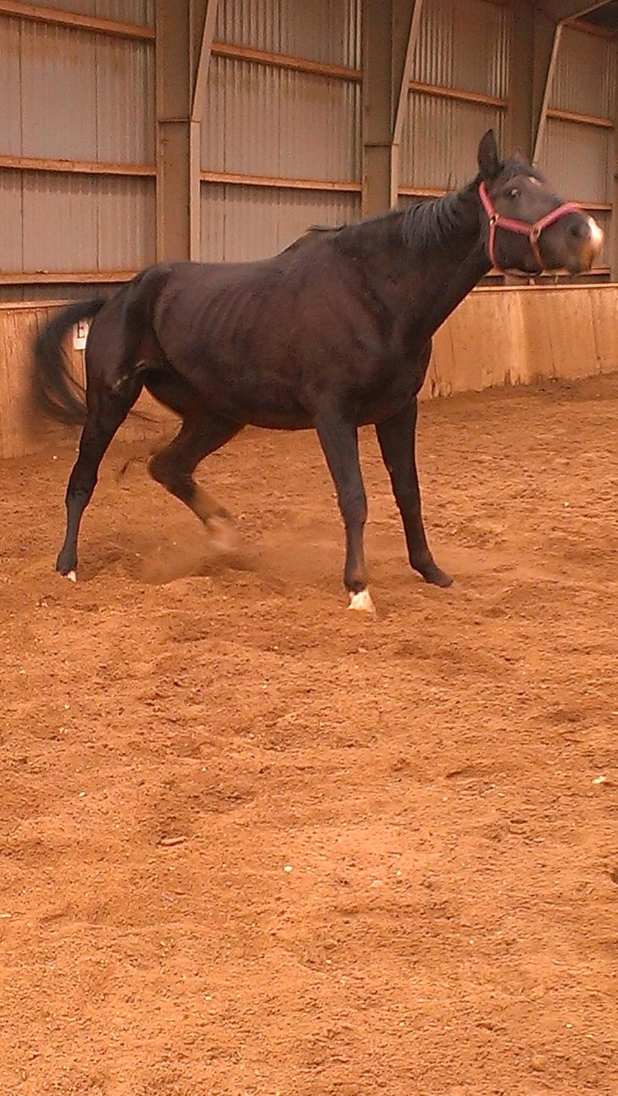 Dansk Varmblod Blackie (lånehest) billede 12