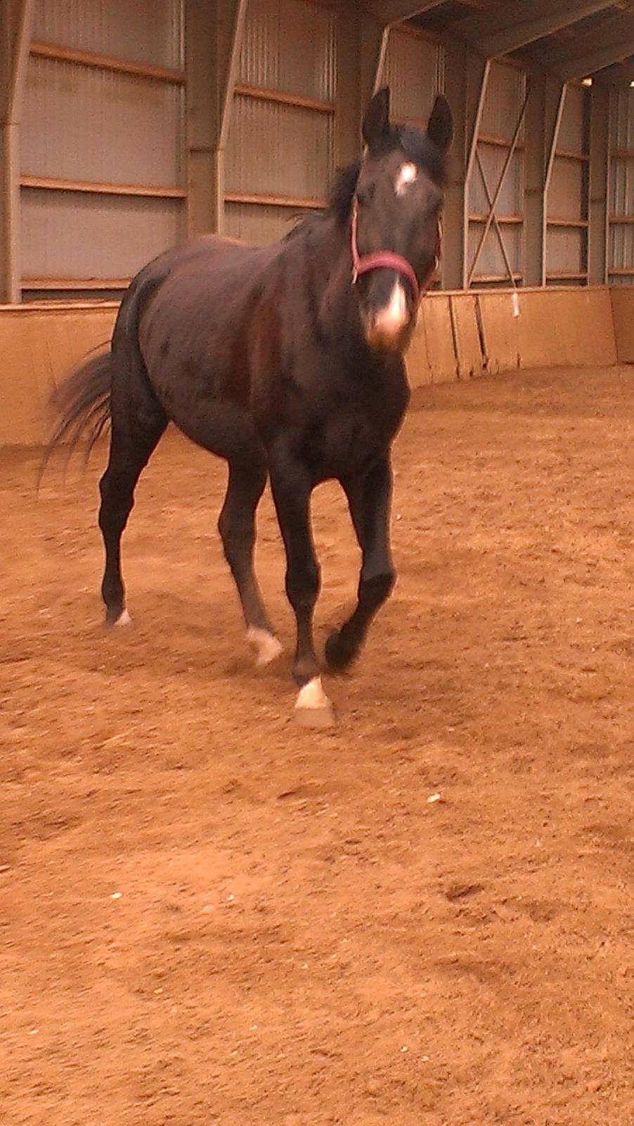 Dansk Varmblod Blackie (lånehest) billede 13