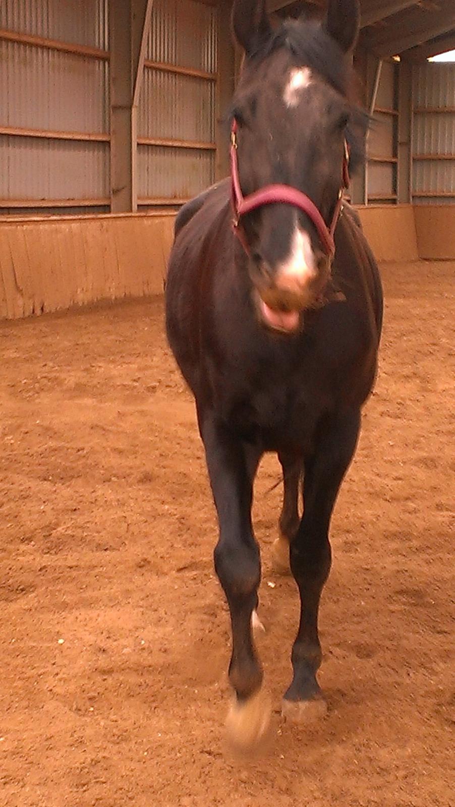 Dansk Varmblod Blackie (lånehest) billede 14