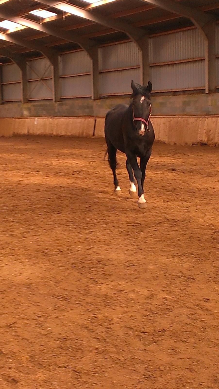 Dansk Varmblod Blackie (lånehest) billede 9