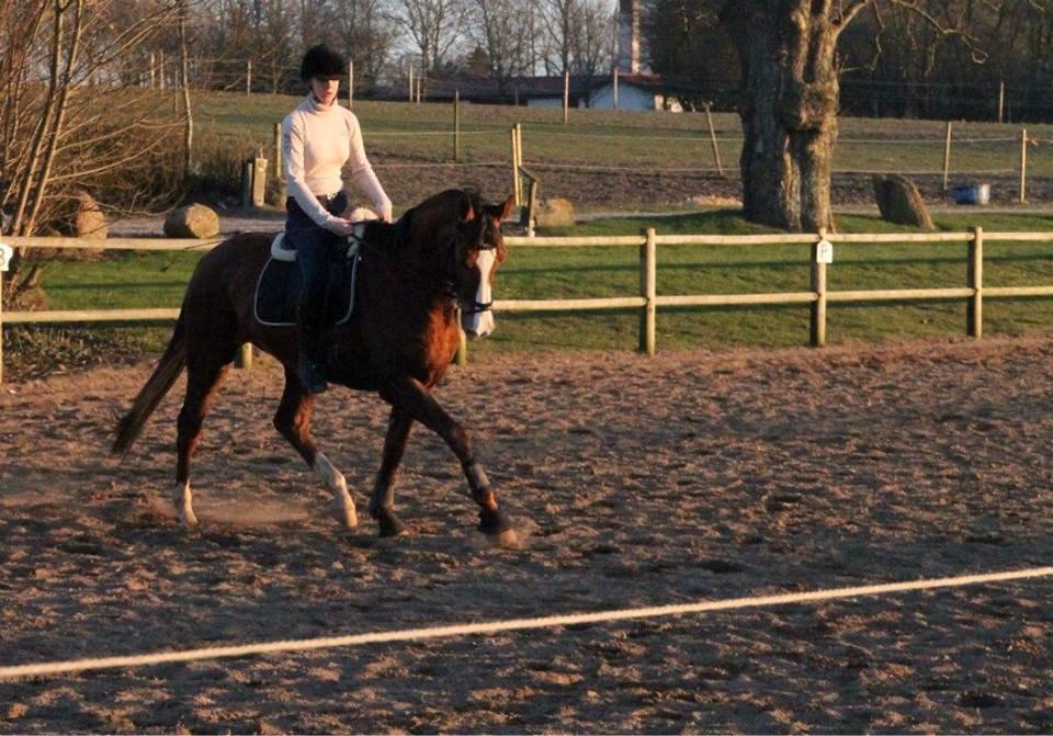 Dansk Varmblod Red Romance - Dressurundervisning d. 12/3-14 billede 1