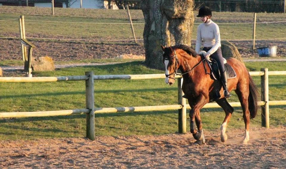 Dansk Varmblod Red Romance - Dressurundervisning d. 12/3-14 billede 10