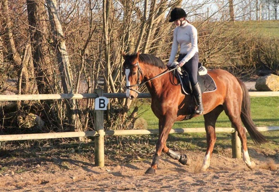 Dansk Varmblod Red Romance - Dressurundervisning d. 12/3-14 billede 12