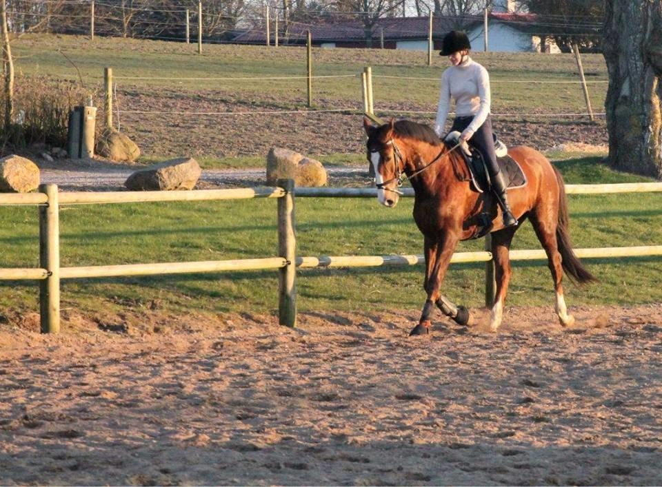 Dansk Varmblod Red Romance - Dressurundervisning d. 12/3-14 billede 11