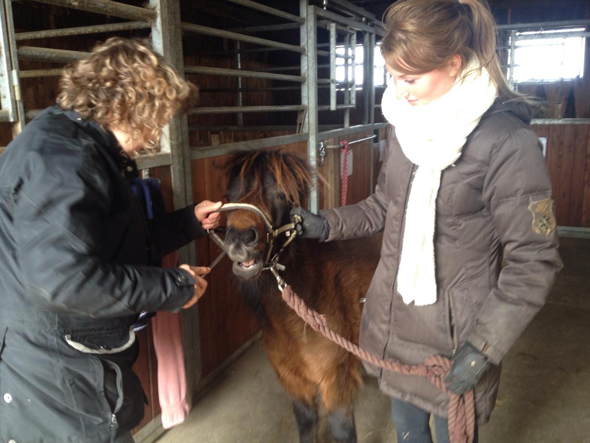 Shetlænder | Ib (Ibrahim) billede 10