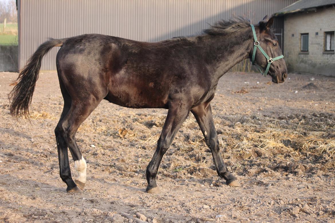 Oldenborg Bakgårdens Silas billede 21