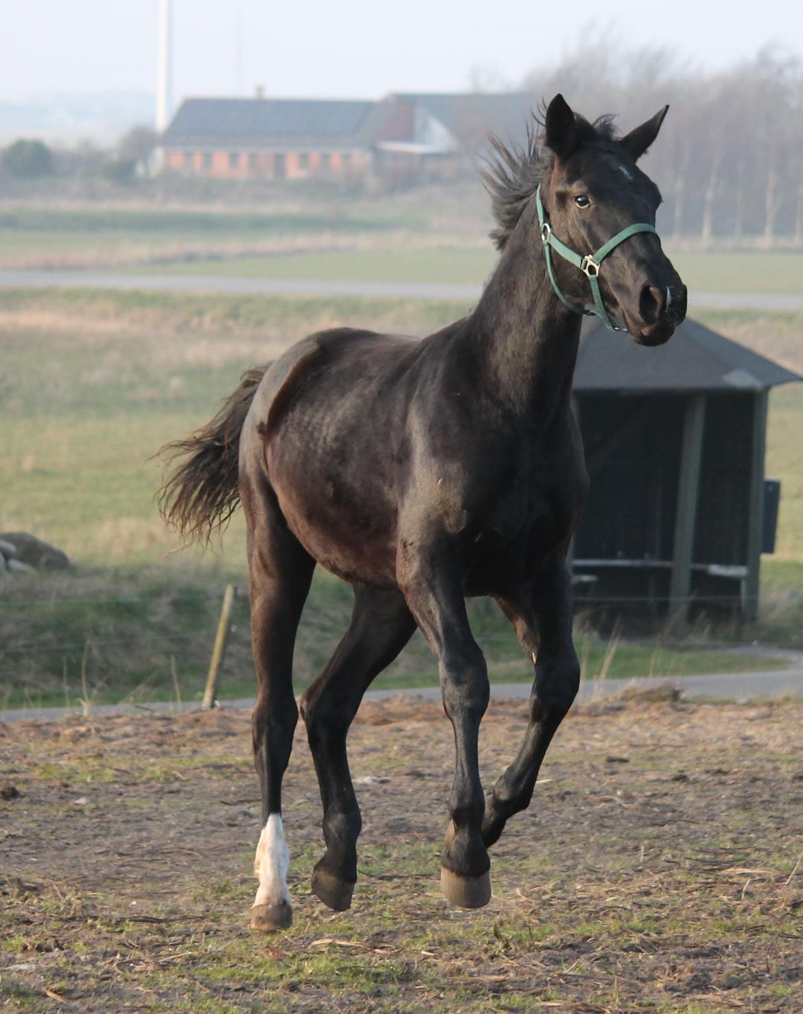 Oldenborg Bakgårdens Silas billede 22