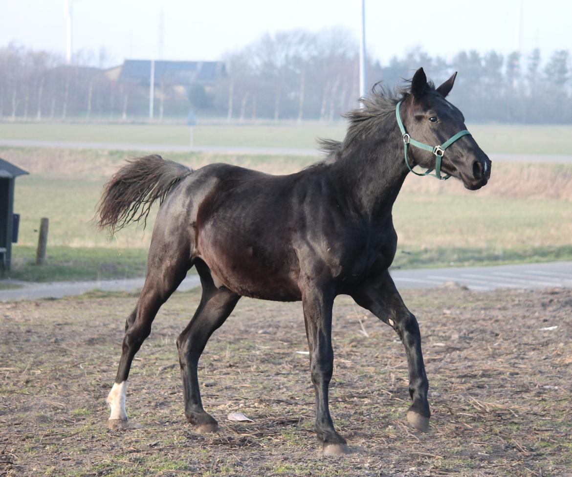 Oldenborg Bakgårdens Silas billede 23