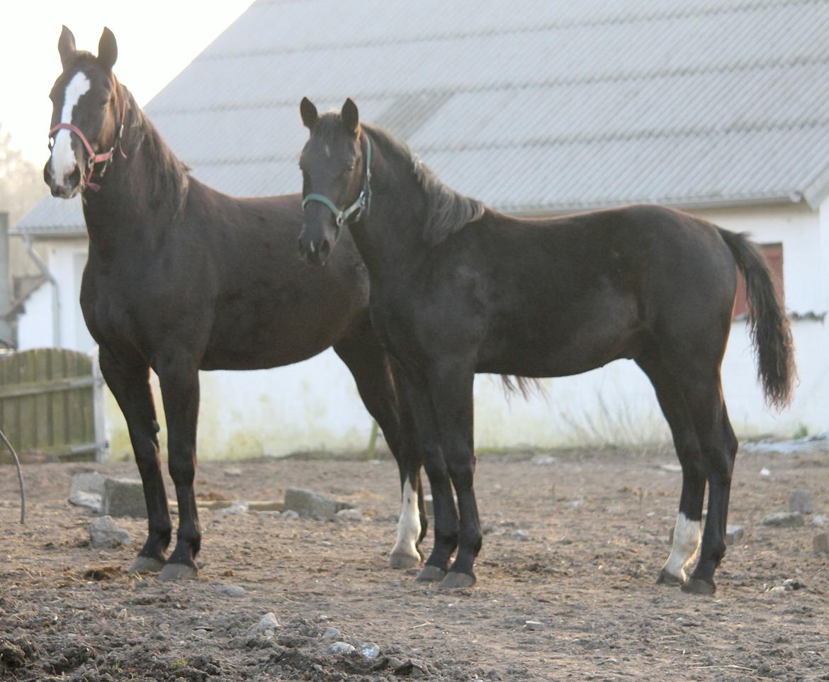 Oldenborg Bakgårdens Silas billede 25
