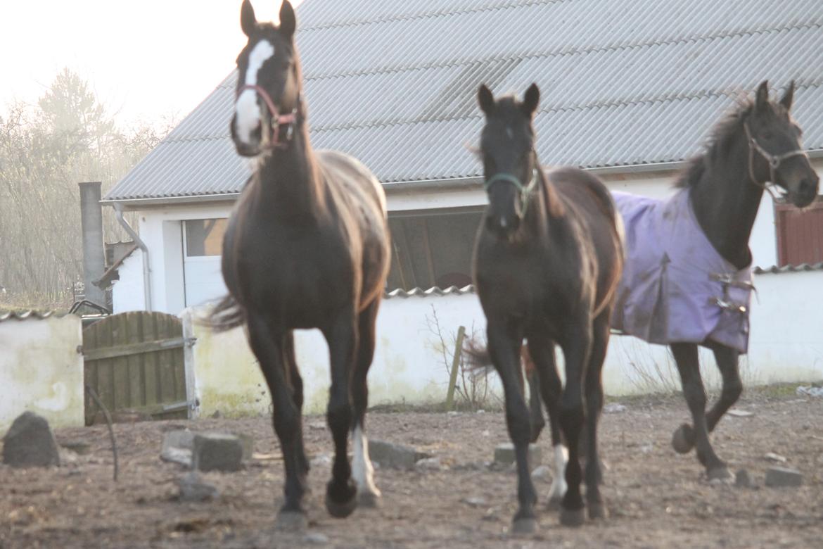 Oldenborg Bakgårdens Silas billede 24