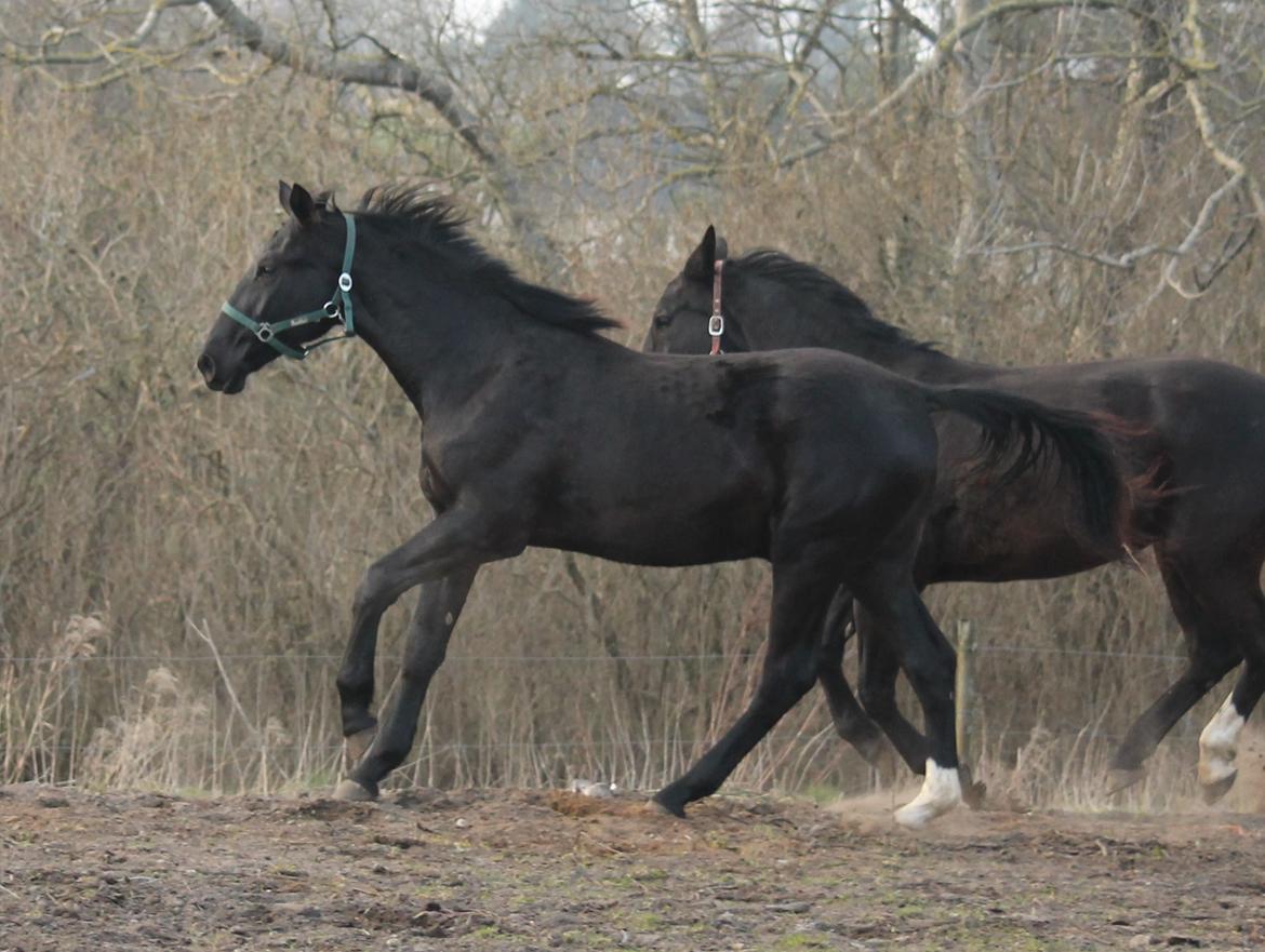 Oldenborg Bakgårdens Silas billede 27