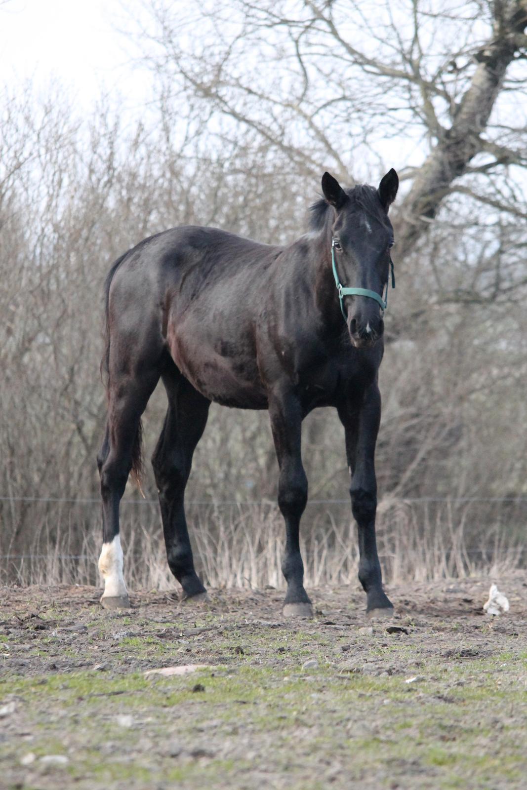 Oldenborg Bakgårdens Silas billede 28