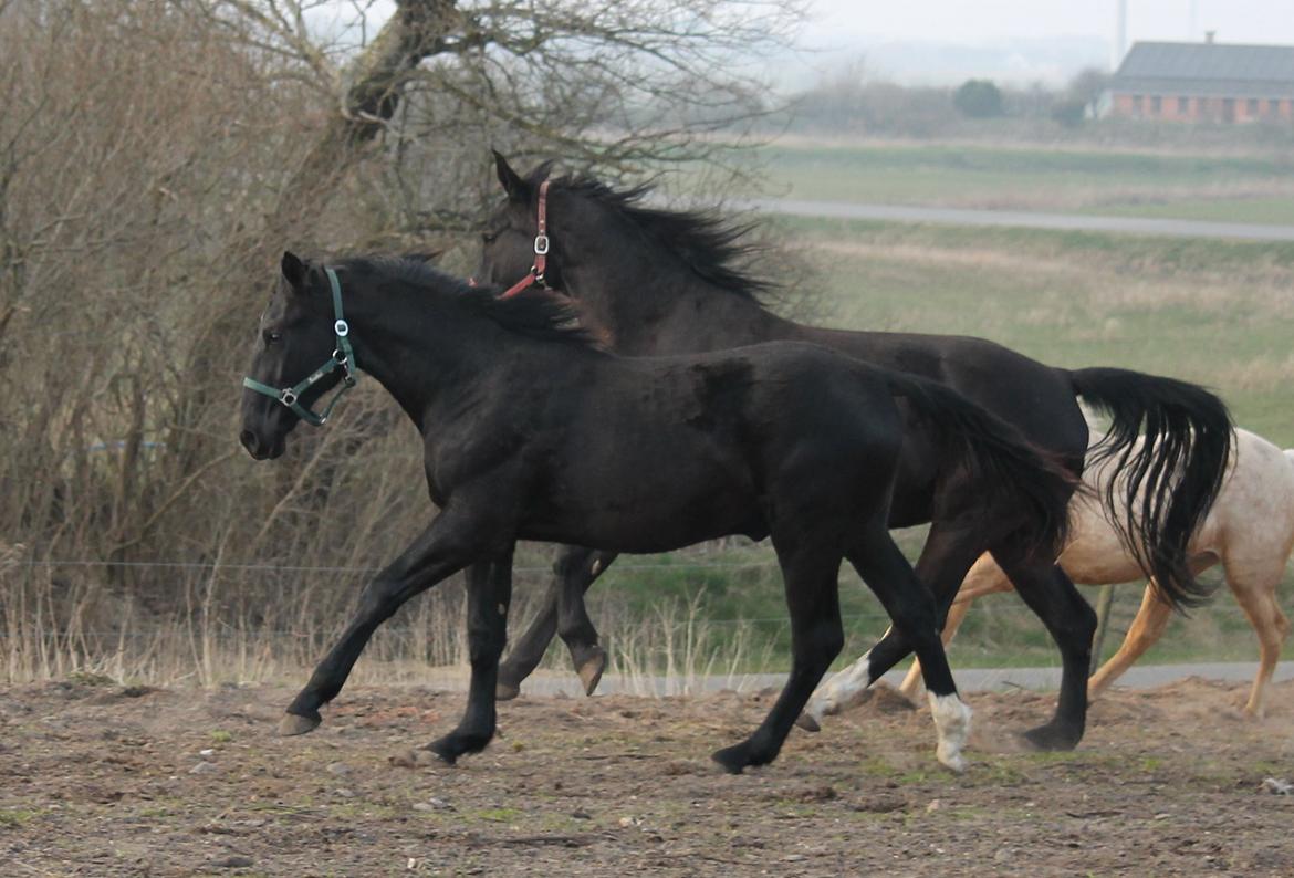 Oldenborg Bakgårdens Silas billede 26
