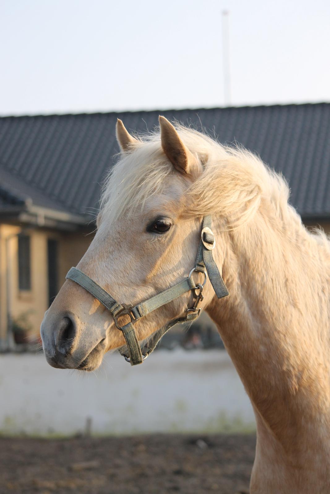 Welsh Partbred (Sec F) Aastrupgaards Lærke billede 17