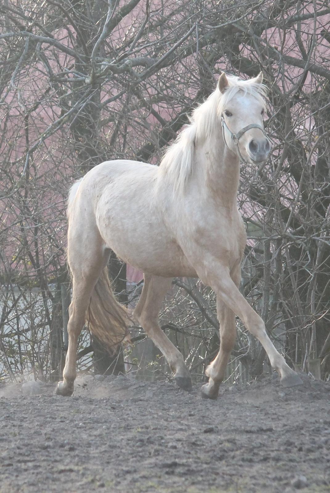Welsh Partbred (Sec F) Aastrupgaards Lærke billede 18