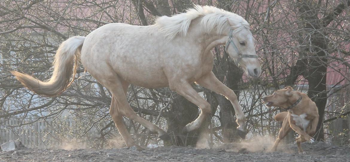 Welsh Partbred (Sec F) Aastrupgaards Lærke billede 19