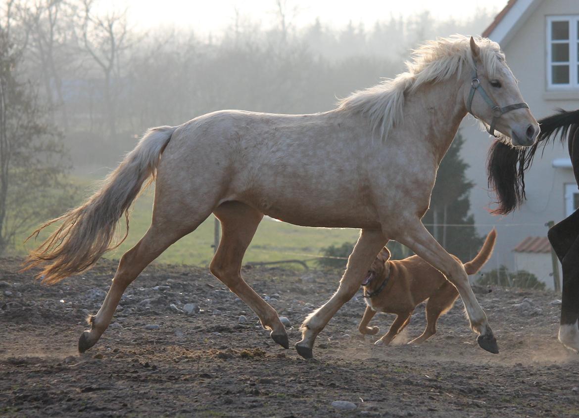 Welsh Partbred (Sec F) Aastrupgaards Lærke billede 21