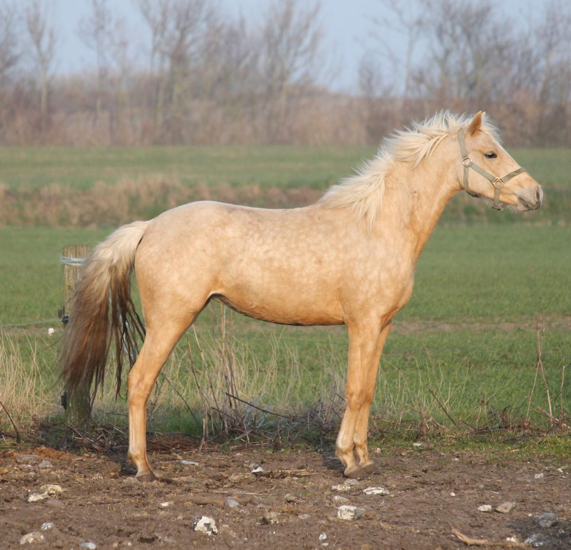 Welsh Partbred (Sec F) Aastrupgaards Lærke billede 20