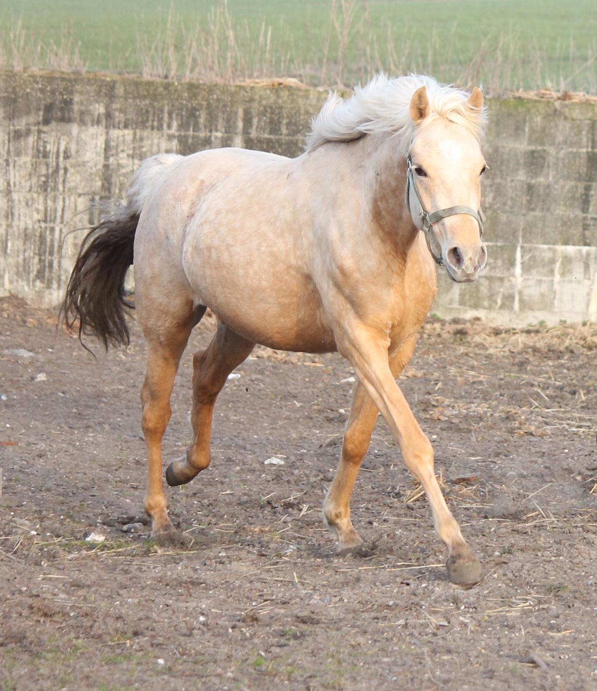 Welsh Partbred (Sec F) Aastrupgaards Lærke billede 22