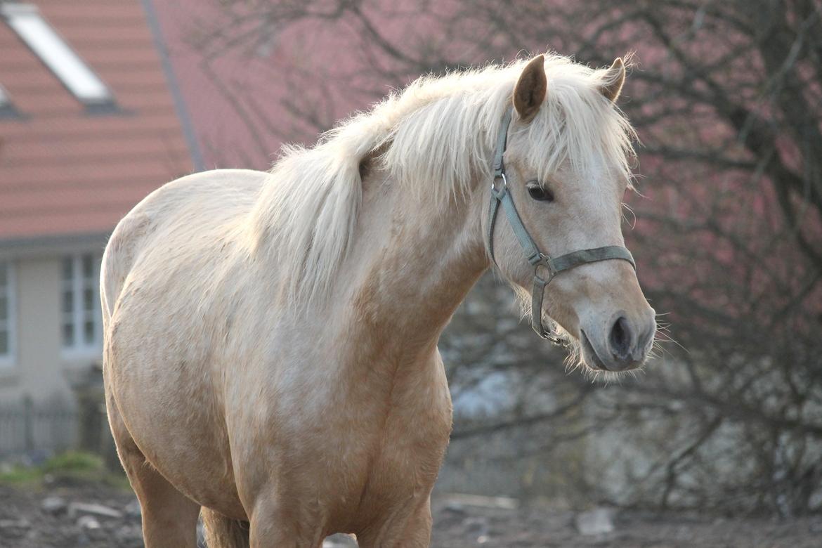 Welsh Partbred (Sec F) Aastrupgaards Lærke billede 24