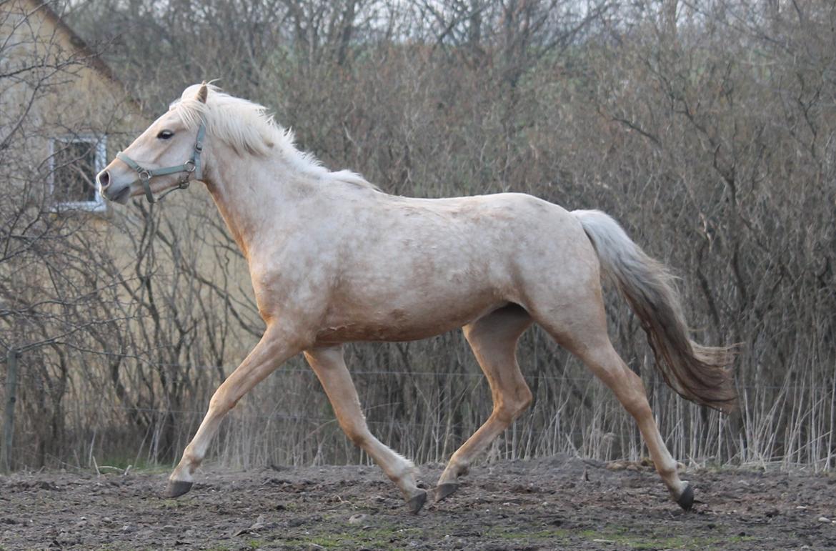 Welsh Partbred (Sec F) Aastrupgaards Lærke billede 25