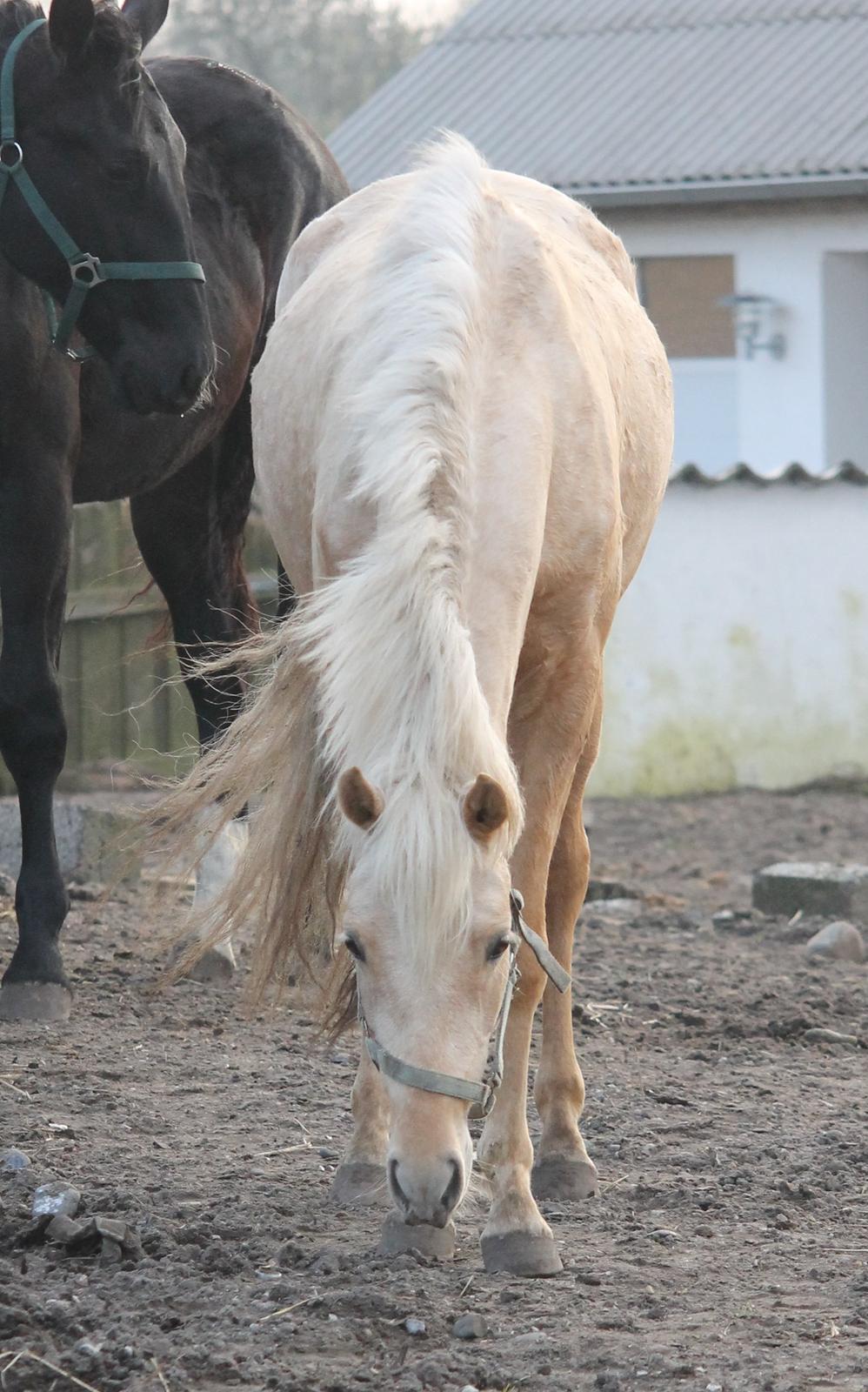 Welsh Partbred (Sec F) Aastrupgaards Lærke billede 26