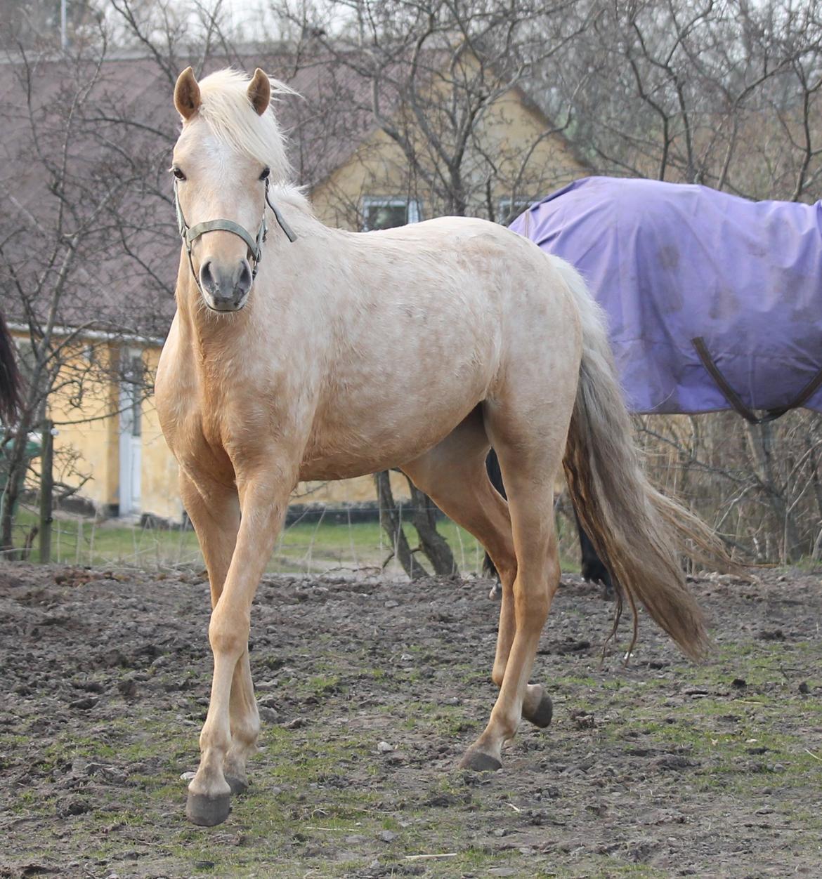 Welsh Partbred (Sec F) Aastrupgaards Lærke billede 27