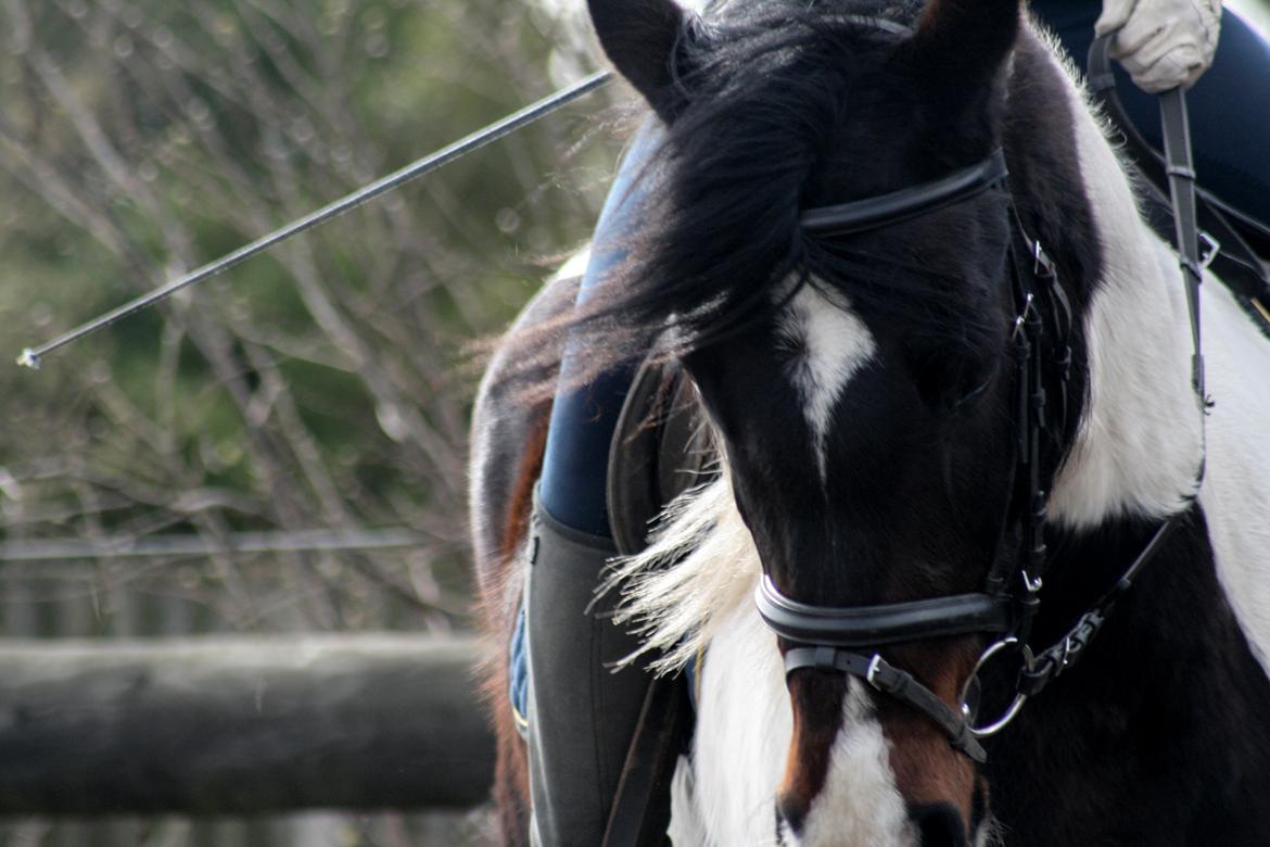 Anden særlig race Thor billede 18