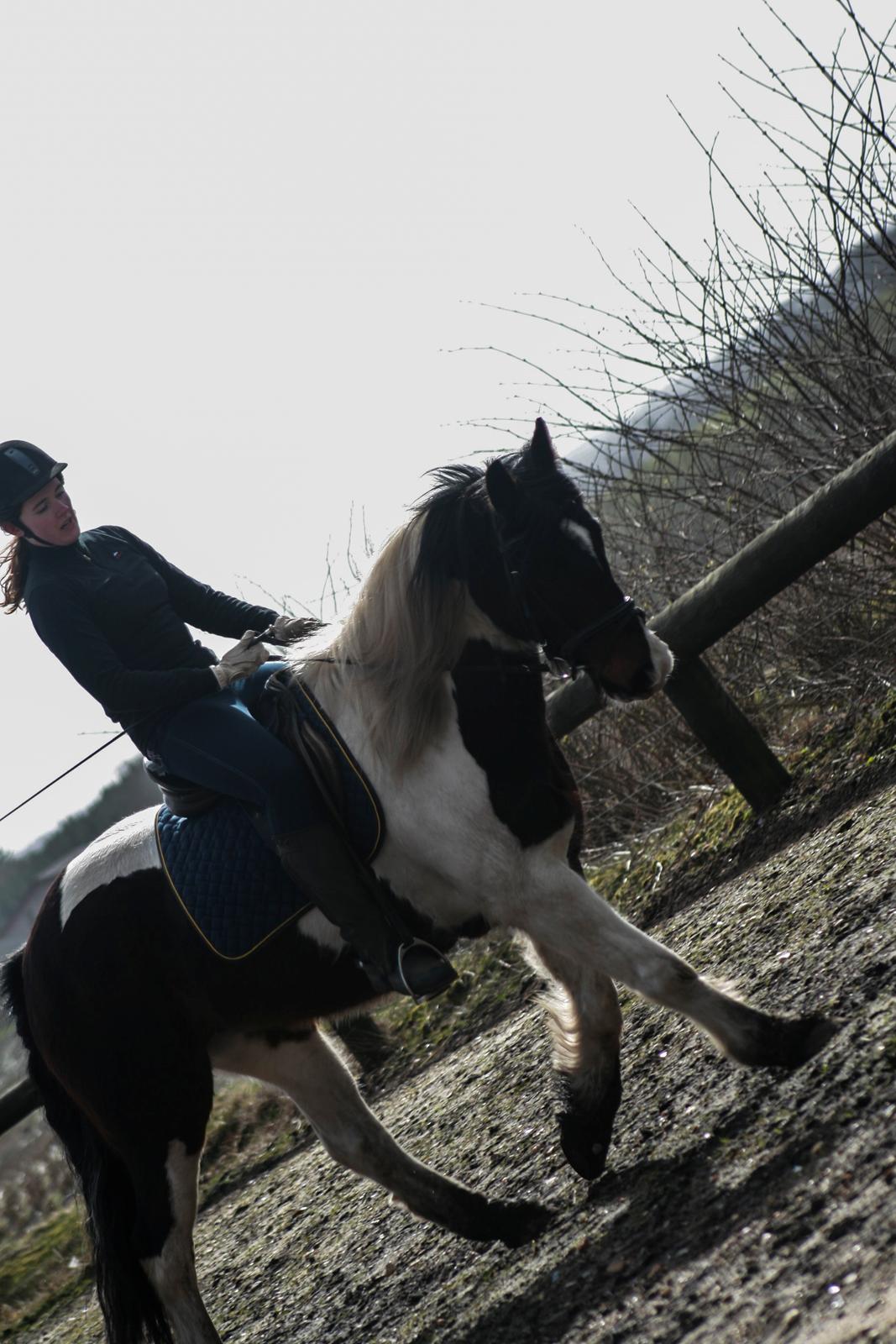 Anden særlig race Thor billede 3