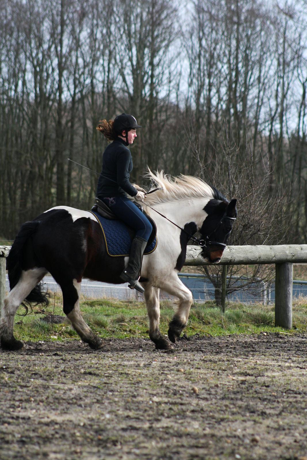 Anden særlig race Thor billede 15