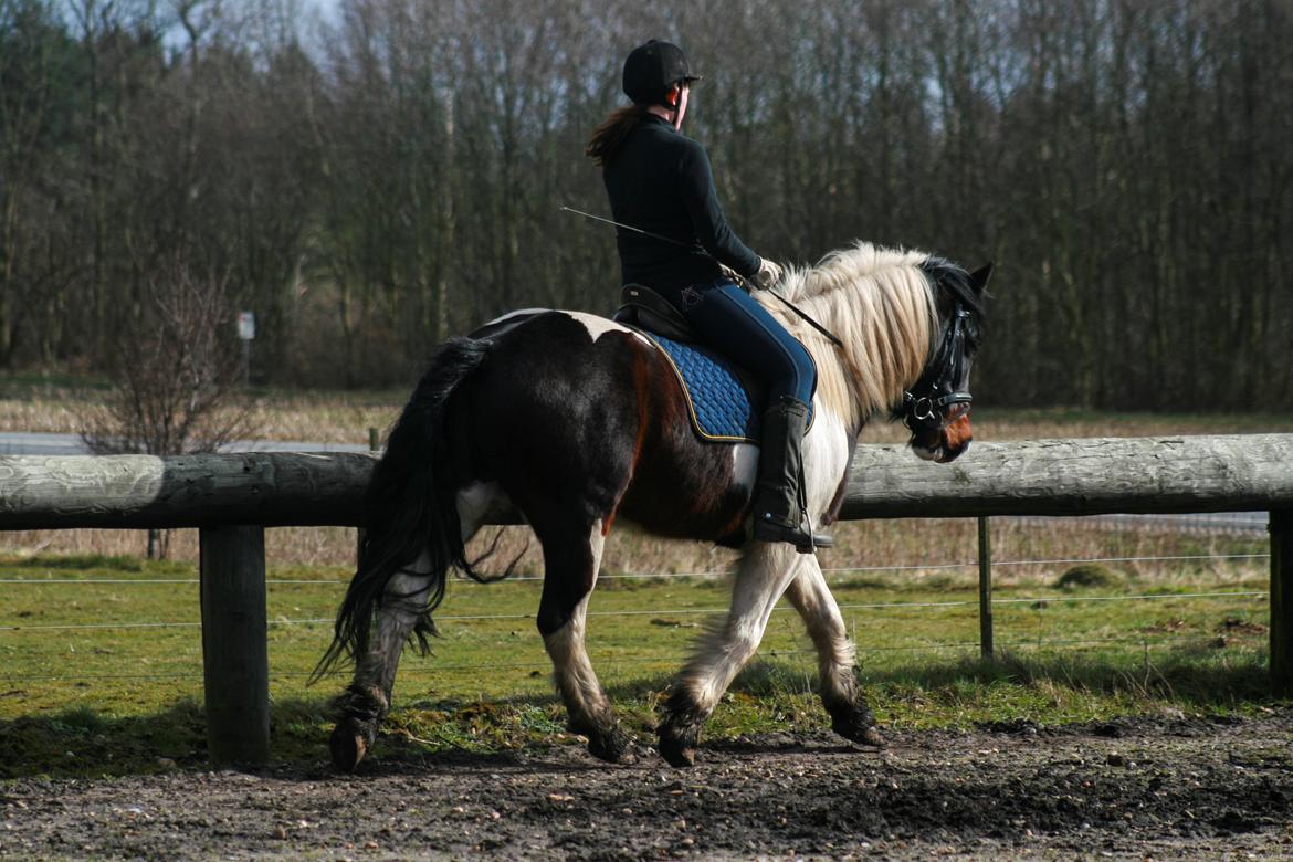 Anden særlig race Thor billede 20
