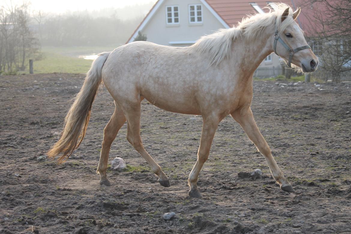 Welsh Partbred (Sec F) Aastrupgaards Lærke billede 23