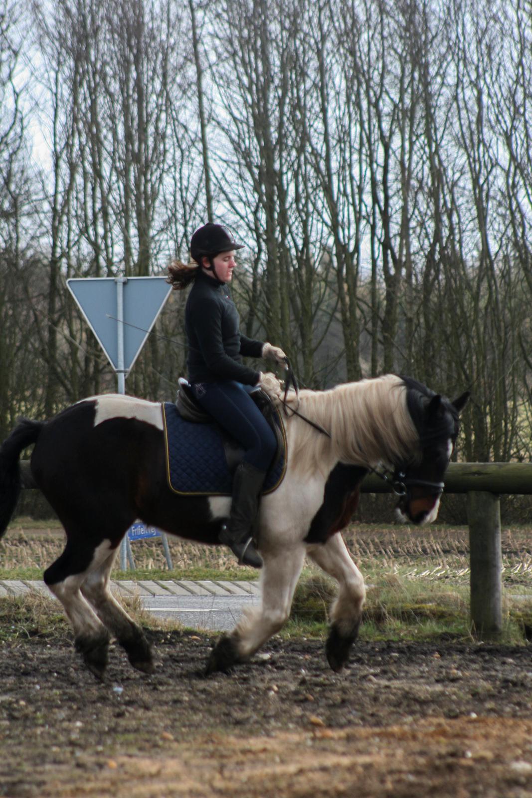 Anden særlig race Thor billede 12