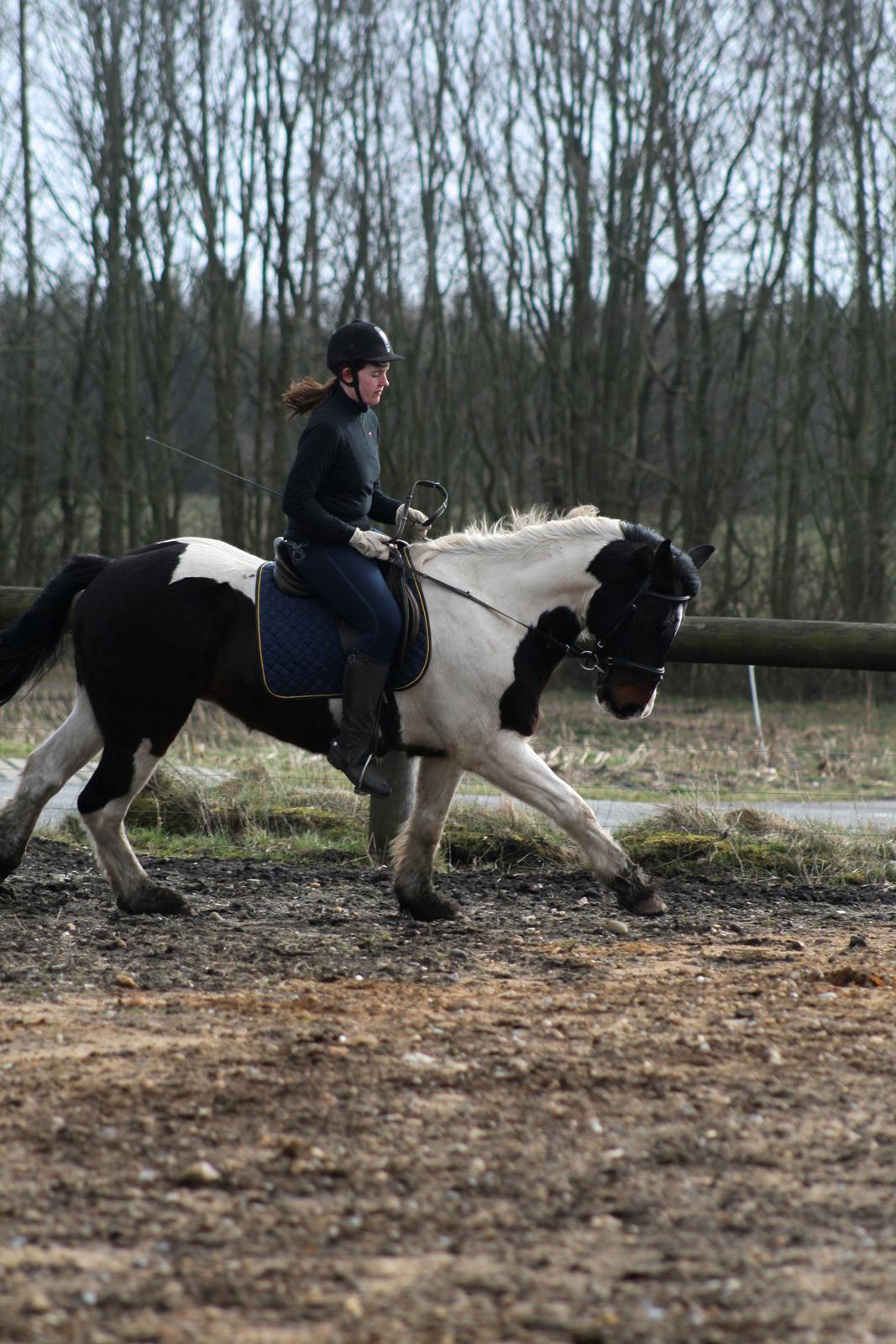 Anden særlig race Thor billede 19