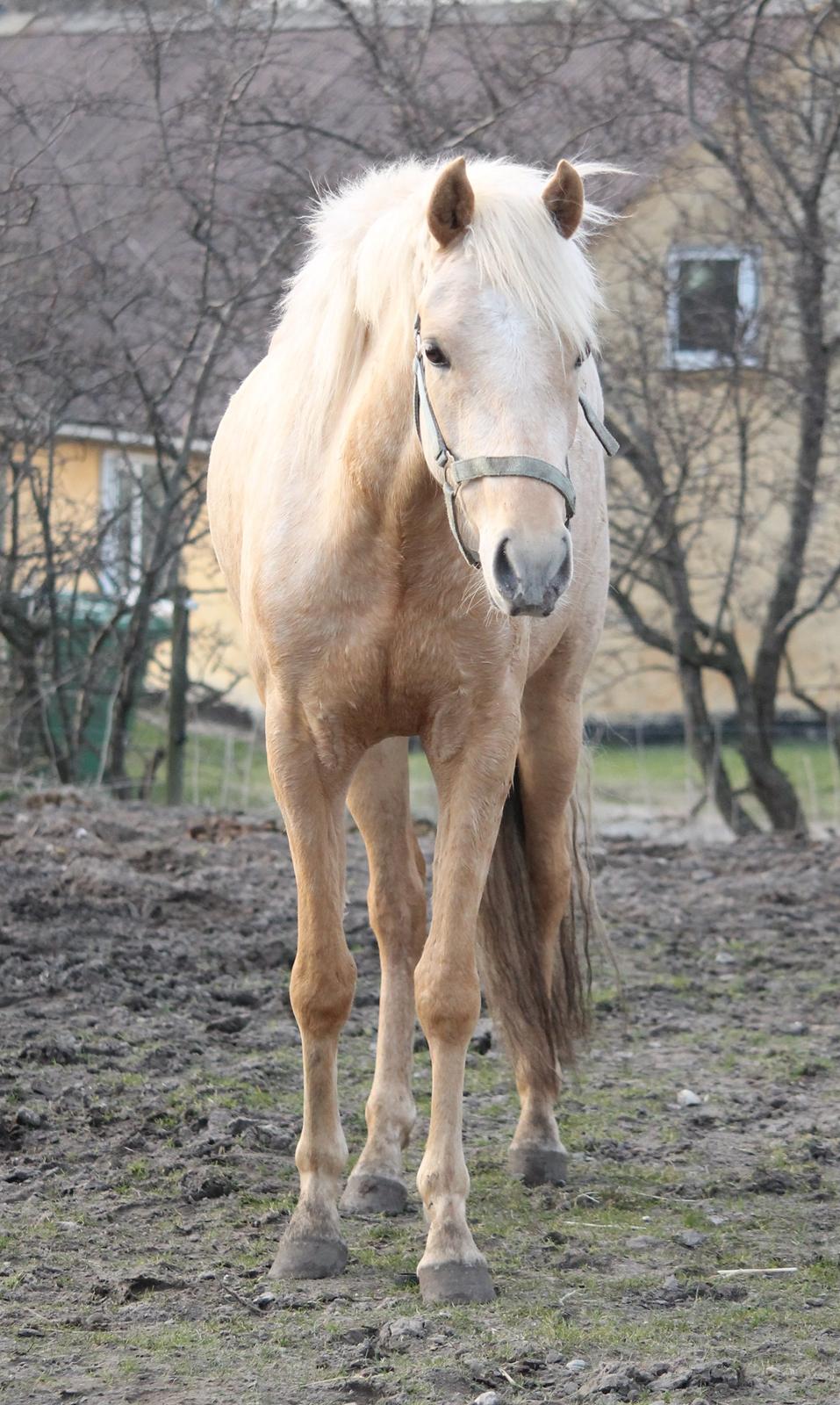 Welsh Partbred (Sec F) Aastrupgaards Lærke billede 28