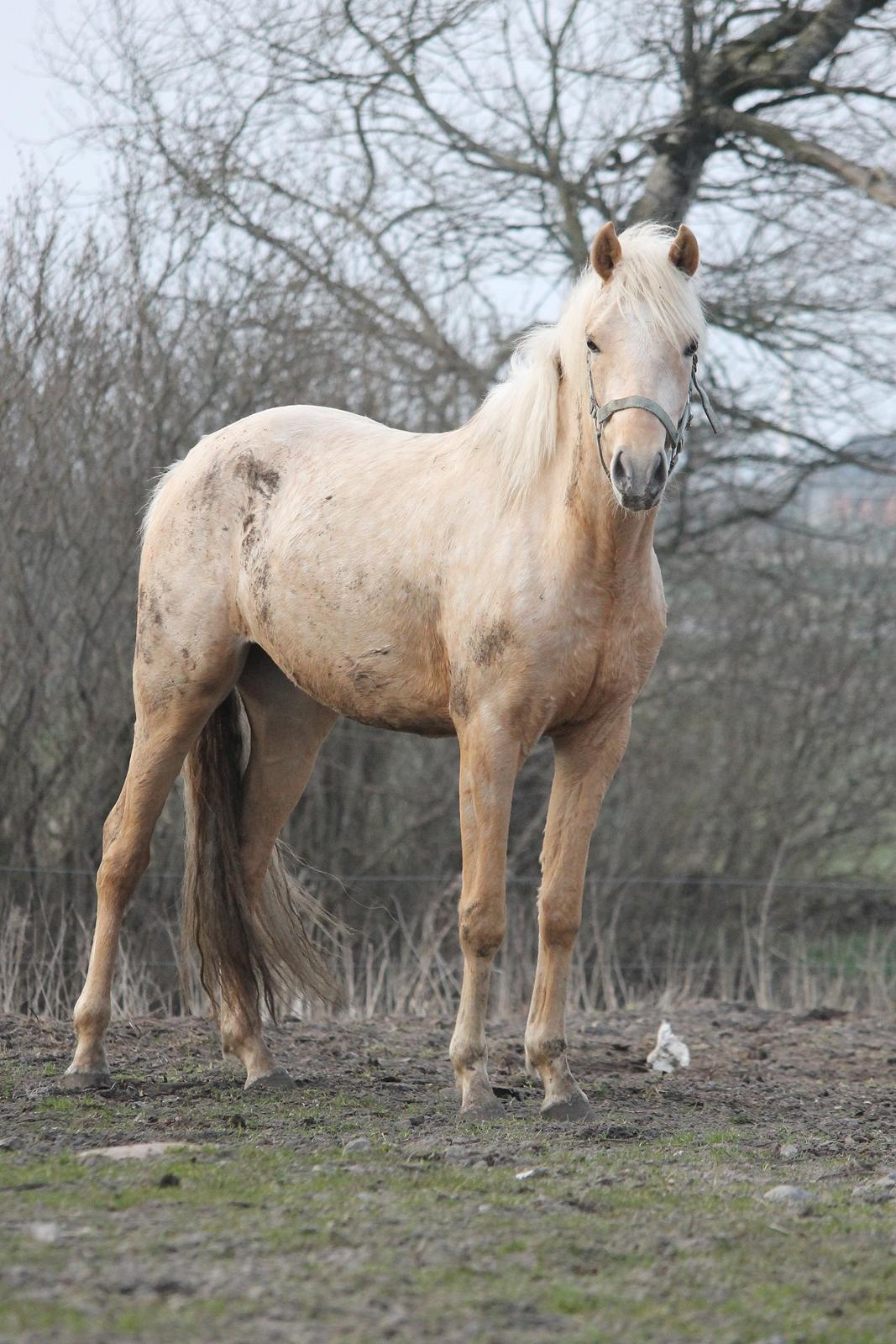 Welsh Partbred (Sec F) Aastrupgaards Lærke billede 29