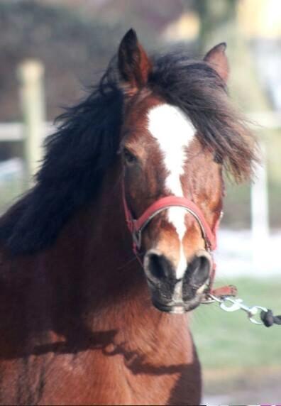 Welsh Pony af Cob-type (sec C) Mirain Amore Solgt 250814 billede 1