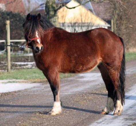 Welsh Pony af Cob-type (sec C) Mirain Amore Solgt 250814 billede 2